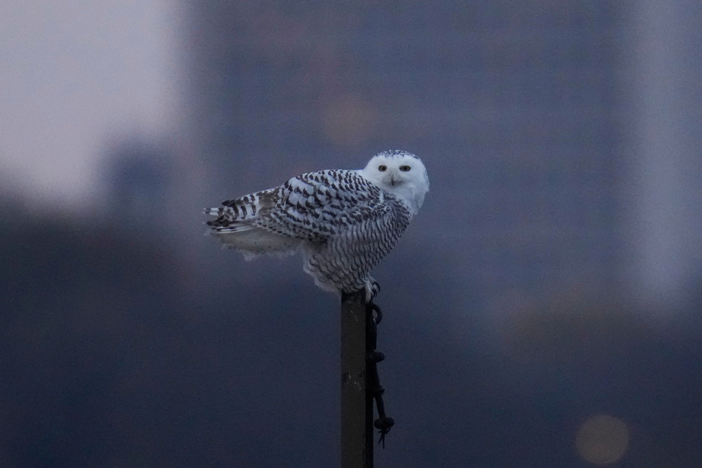 A snowy owl rests on a pier near Montrose Point Bird Sanctuary, Friday, Nov. 21, 2025, in Chicago. (AP Photo/Erin Hooley)