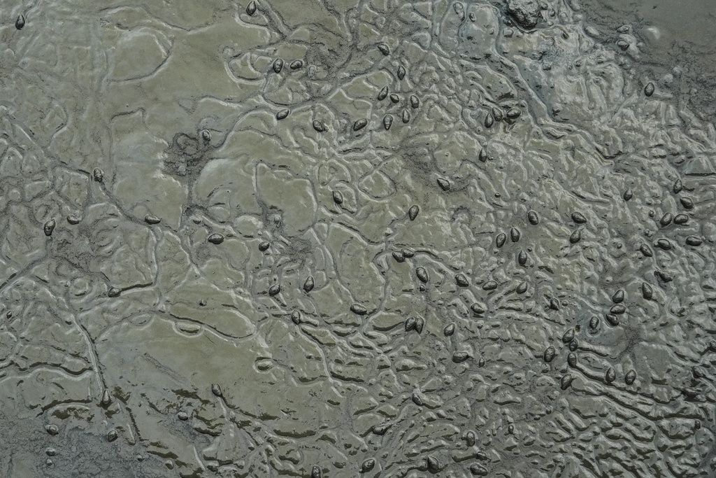 Snails leave trails in the mud as they move during low tide Tuesday, Oct. 7, 2025, in Charleston, S.C. (AP Photo/Joshua A. Bickel)