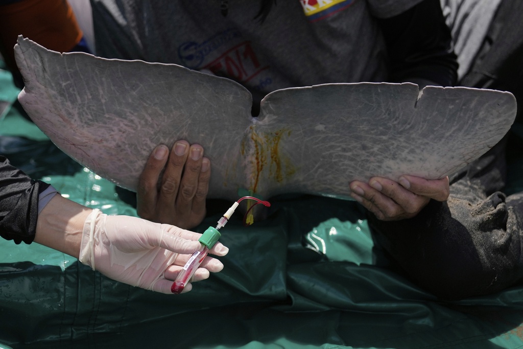A veterinarian draws a blood sample in a pink river dolphin in the Amazon River during health checks in Puerto Narino, Colombia, Sunday, Sept. 7, 2025. (AP Photo/Fernando Vergara)