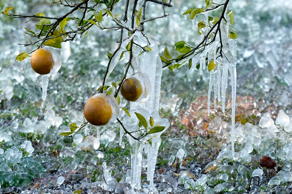 Icicles cling to oranges at a grove Sunday, Feb. 1, 2026, in Plant City, Fla. (AP Photo/Chris O'Meara)