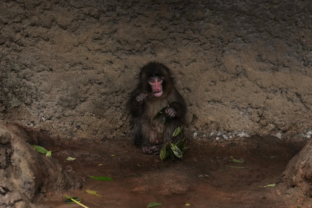 Punch, a Japanese macaque born on July 26, 2025, eats in the monkeys' playground at the Ichikawa city zoo in Tokyo's eastward neighboring city, Tuesday, March 3, 2026. (AP Photo/Hiro Komae)
