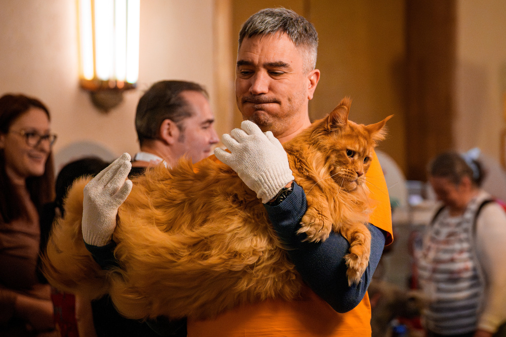 A man carries a Maine Coon cat during a judging session of an international feline beauty competition, dubbed the Feline Oscars, featuring more than 200 cats, in Bucharest, Romania, Saturday, March 21, 2026. (AP Photo/Andreea Alexandru)
