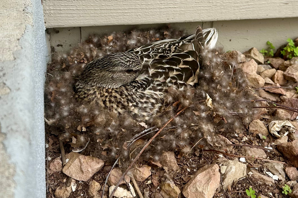 A female mallard duck sits on eggs in her nest tucked next to the front door of a home in Eagan, Minn., Sunday, April 26, 2026. (AP Photo/Mark Vancleave)