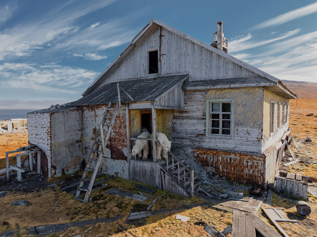 Polar bears are seen at an abandoned research station on Koluchin Island, off Chukotka, Russia, in the country's Far East, on Sunday, Sept. 14, 2025. (AP Photo/Vadim Makhorov)