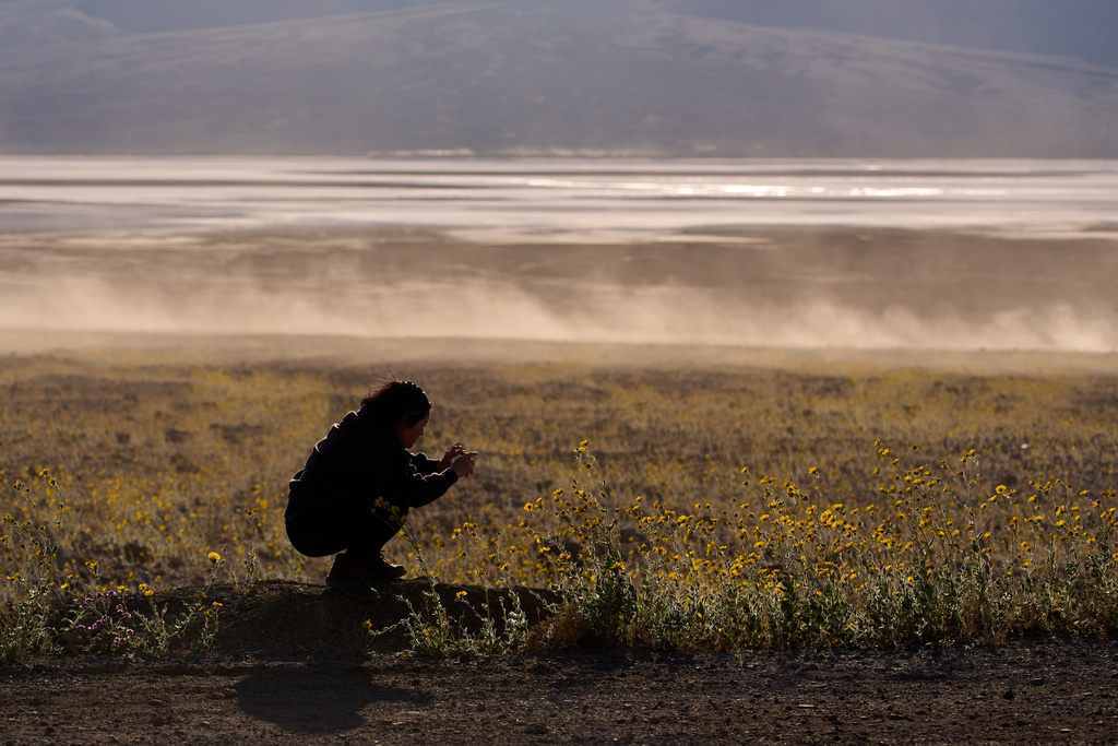 A person takes pictures of wildflowers during a superbloom, Saturday, March 7, 2026, in Death Valley National Park, Calif. (AP Photo/John Locher)