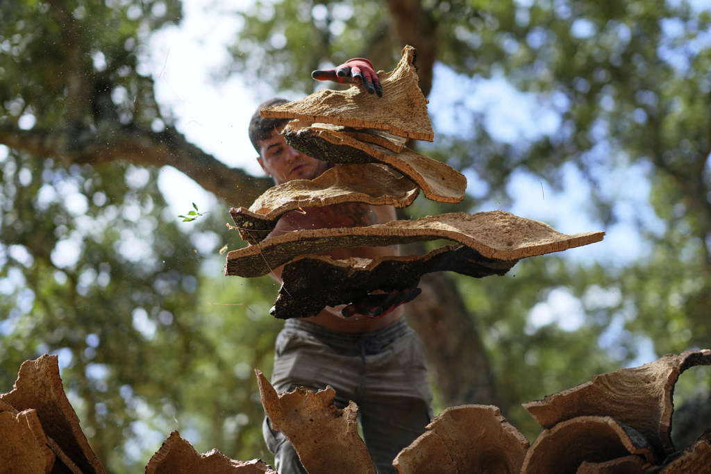 A worker atop a flatbed trailer catches slabs of bark thrown to him and recently peeled off a cork tree, in Rio Frio, Portugal, Thursday, Aug. 28, 2025. (AP Photo/Armando Franca)