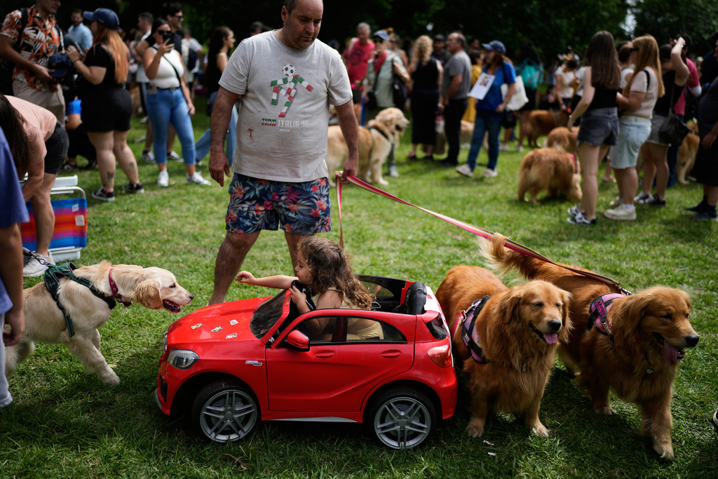 A girl offers a treat to a dog in a Palermo neighborhood park as people try to set a world record of most Golden Retrievers gathered in a park, in Buenos Aires, Argentina, Monday, Dec. 8, 2025. (AP Photo/Natacha Pisarenko)