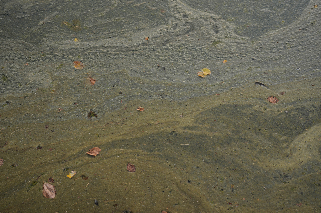 Film and debris float atop the water in an area of the Lincoln Memorial Reflecting Pool Thursday, June 25, 2026, in Washington. (AP Photo/Carolyn Kaster)
