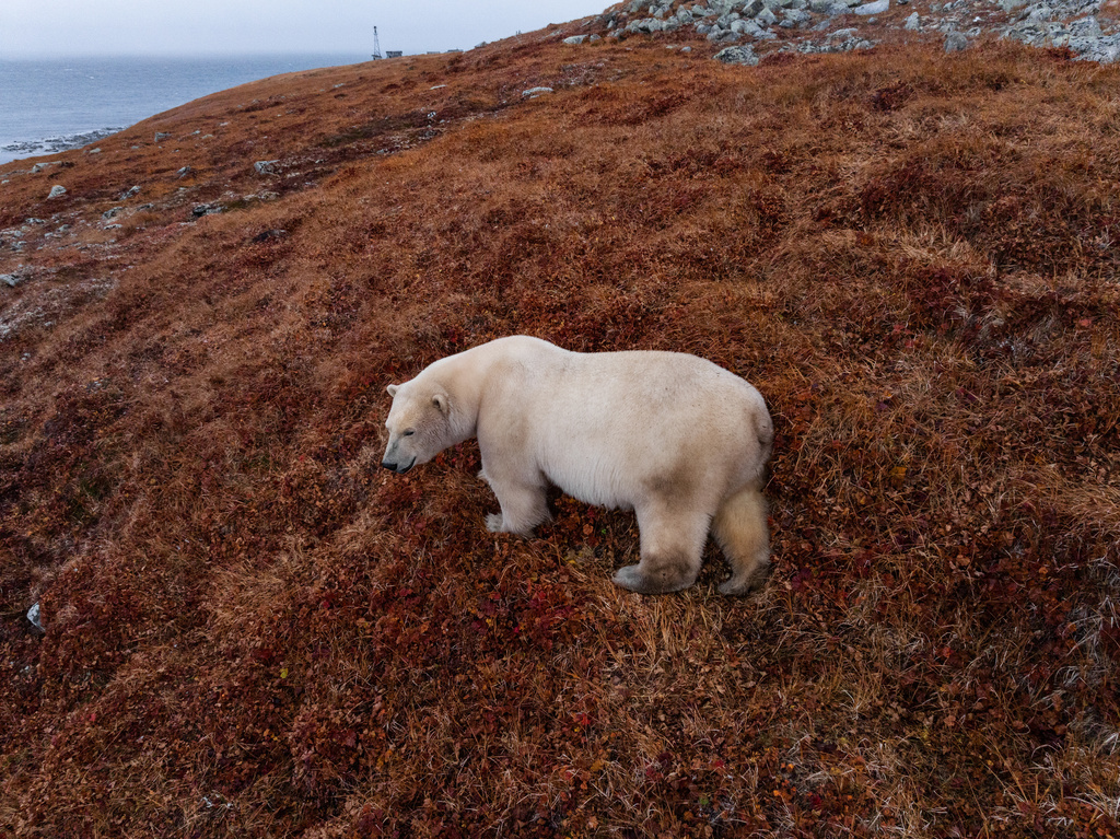 A polar bear is seen near an abandoned research station on Koluchin Island, off Chukotka, Russia, in the country's Far East, on Thursday, Sept. 18, 2025. (AP Photo/Vadim Makhorov)