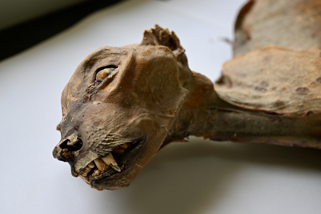 This undated image provided by Communications Earth and Environment shows the mummified remains of a cheetah. (Ahmed Boug/Communications Earth and Environment via AP)
