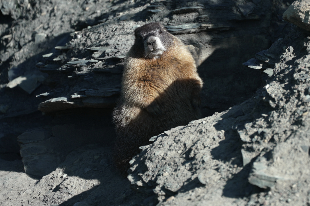 A marmot named 9 sits outside of her den Thursday, Aug. 6, 2026, in Gothic, Colo. (AP Photo/Brittany Peterson)