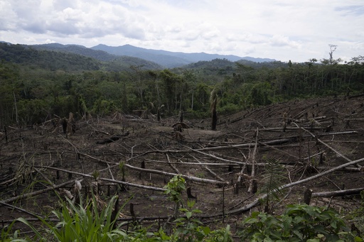 FILE - Cut down trees lie within view of the Cordillera Azul National Park, seen in the background near Chambira community, in Peru's Amazon, Oct. 3, 2022. (AP Photo/Martin Mejia, File) FILE - Cut down trees lie within view of the Cordillera Azul National Park, seen in the background near Chambira community, in Peru's Amazon, Oct. 3, 2022. (AP Photo/Martin Mejia, File)