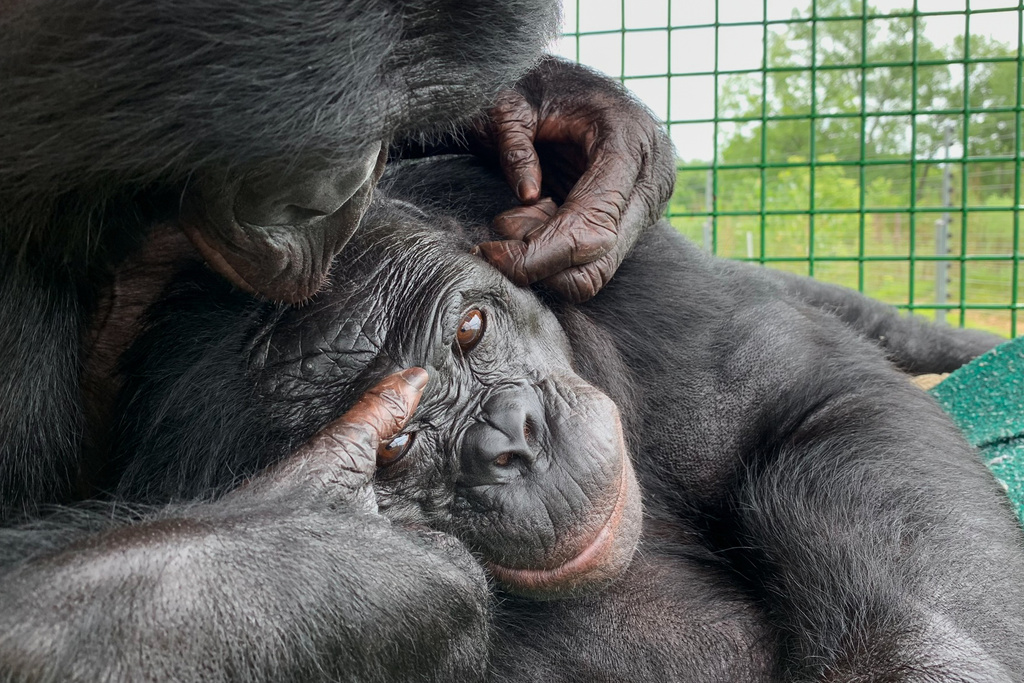This undated photo provided by the Ape Initiative shows Nyota with Kanzi, a bonobo who learned to communicate with humans, in Des Moines, Iowa. (Ape Initiative via AP)