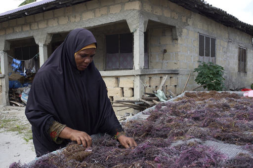 Mwanaisha Makame Simai, an independent seaweed farmer, inspects drying crops in Paje, Zanzibar, Tanzania, Thursday, July 24, 2025. (AP Photo/Jack Denton) Mwanaisha Makame Simai, an independent seaweed farmer, inspects drying crops in Paje, Zanzibar, Tanzania, Thursday, July 24, 2025. (AP Photo/Jack Denton)