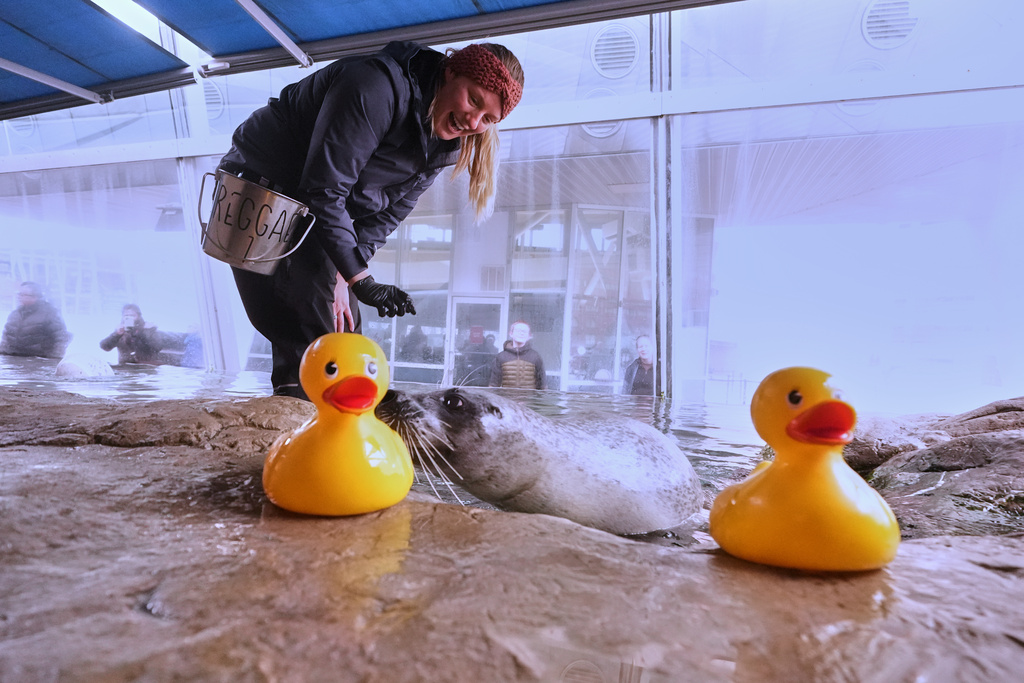 Reggae, a 33-year-old Atlantic Harbor seal, taps his nose to a rubber duck during a training session with Liz Wait at the New England Aquarium, Friday, Feb. 20, 2026, in Boston. (AP Photo/Charles Krupa)