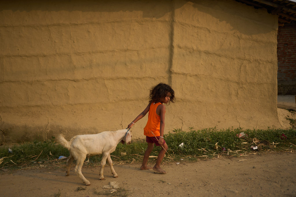 A child pulls a goat in Gaur, Nepal, on May 19, 2026. (AP Photo/Bram Janssen)