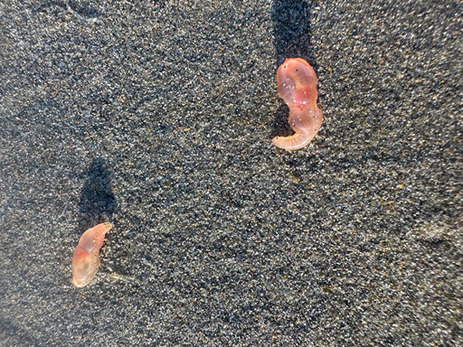 This photo provided by Seaside Aquarium shows skin breathing sea cucumbers sitting on a beach in Seaside, Ore., on Tuesday, Oct. 21, 2025. (Tiffany Boothe/Seaside Aquarium via AP) This photo provided by Seaside Aquarium shows skin breathing sea cucumbers sitting on a beach in Seaside, Ore., on Tuesday, Oct. 21, 2025. (Tiffany Boothe/Seaside Aquarium via AP)