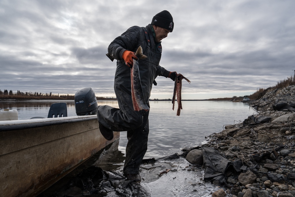 Inupiaq elder Morgan Johnson carries fish from his boat after rinsing them in the Kobuk River in Ambler, Alaska, Sunday, Sept. 28, 2025. (AP Photo/Annika Hammerschlag)