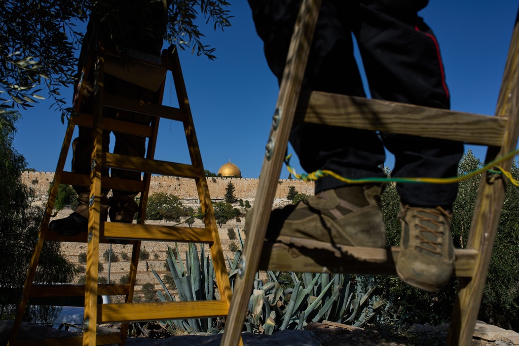 Italian volunteers work on the olive harvest at the Franciscan hermitage on the Mount of Olives with the Dome of the Rock shrine at the Al-Aqsa Mosque compound in the background, in Jerusalem, Friday, Oct. 3, 2025. (AP Photo/Oded Balilty)