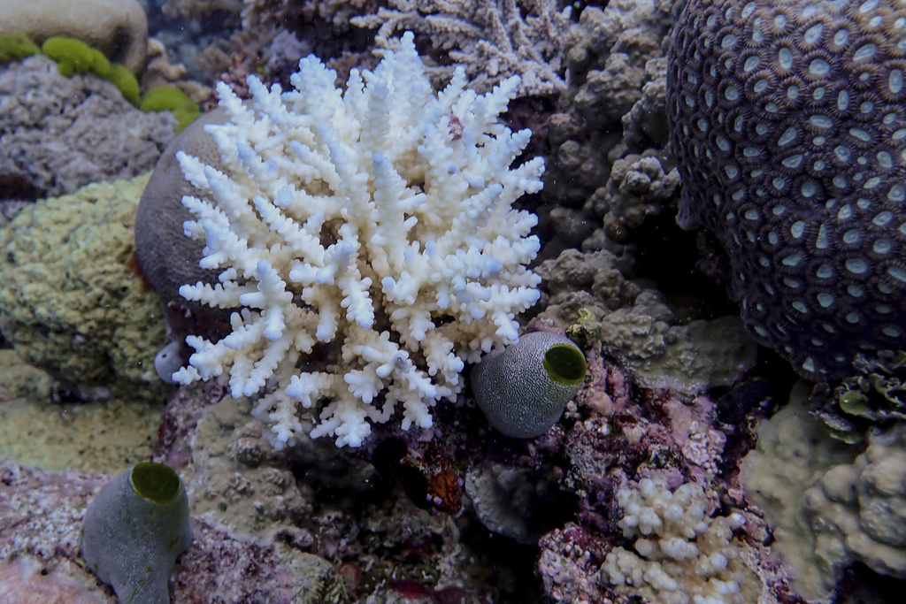 Minor bleaching is seen to a Acropora colony at Lagoon Reef at the northern Great Barrier Reef in far North Queensland, Australia, Dec. 18, 2024. (Australian Institute of Marine Science via AP)
