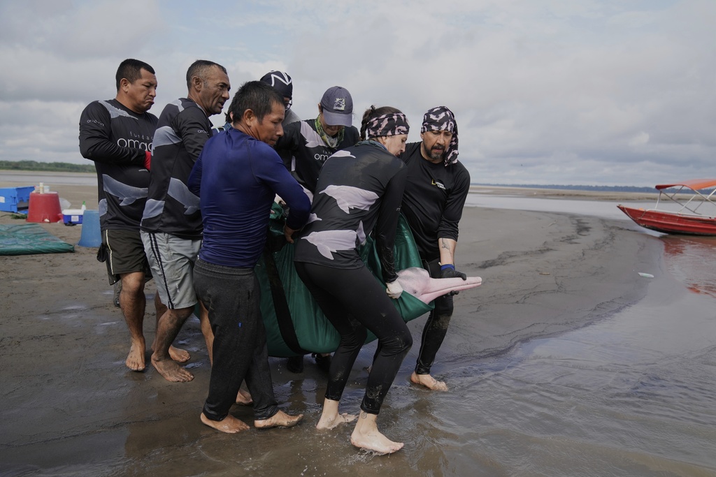 Scientists and veterinarians free a pink river dolphin after a health check in Puerto Narino, Colombia, Sunday, Sept. 7, 2025. (AP Photo/Fernando Vergara)