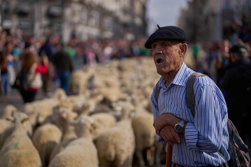 A sheepherder stands as sheep are guided through central Madrid, Spain, as shepherds lead them through the streets in defense of ancient grazing and migration rights, Sunday, Oct. 19, 2025. (AP Photo/Manu Fernandez)