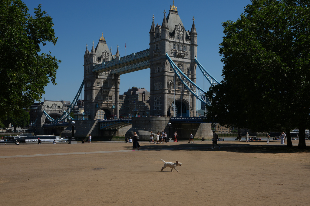 A dog runs over dried grass in front of Tower Bridge during the fifth heatwave of the year in London, Thursday, Aug. 13, 2026. (AP Photo/Kirsty Wigglesworth)