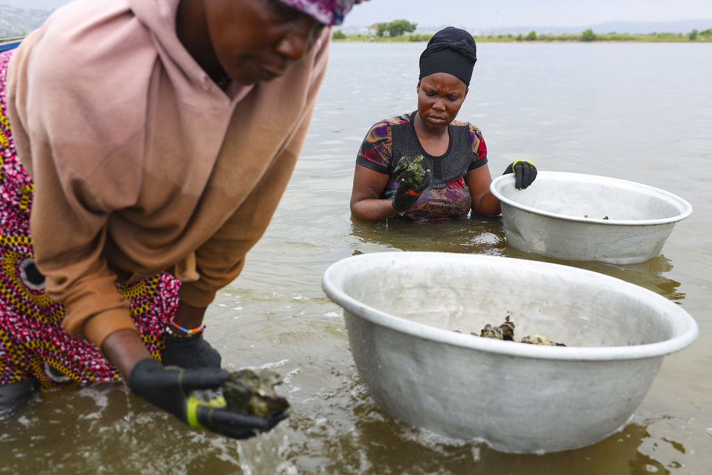 Beatrice Nutekpor and her daughter Celestine harvest oysters in the Densu estuary in Tsokomey, Ghana, Aug. 6, 2025. (AP Photo/Misper Apawu)