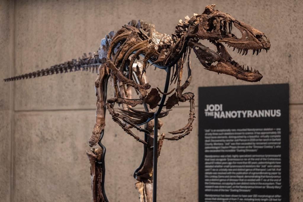 Jodi, a mounted Nanotyrannus skeleton, of the Cretaceous Period, approximately 67 million years ago, estimated at $6 - 9 million, is displayed at Sotheby's, Tuesday, Oct. 13, 2026, in New York. (AP Photo/Yuki Iwamura)