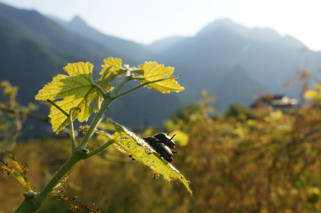 Japanese beetles (Popillia japonica) sit on a vine leaf in Pont Saint Martin, in the Valle d'Aosta region, Italy, Thursday, July 9, 2026. (AP Photo/Antonio Calanni)