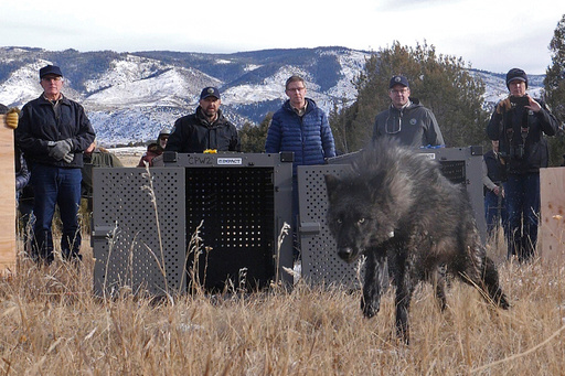 FILE - In this photo provided by Colorado Parks and Wildlife, wildlife officials release five gray wolves onto public land in Grand County, Colo., Monday, Dec. 18, 2023. (Colorado Natural Resources via AP, File) FILE - In this photo provided by Colorado Parks and Wildlife, wildlife officials release five gray wolves onto public land in Grand County, Colo., Monday, Dec. 18, 2023. (Colorado Natural Resources via AP, File)