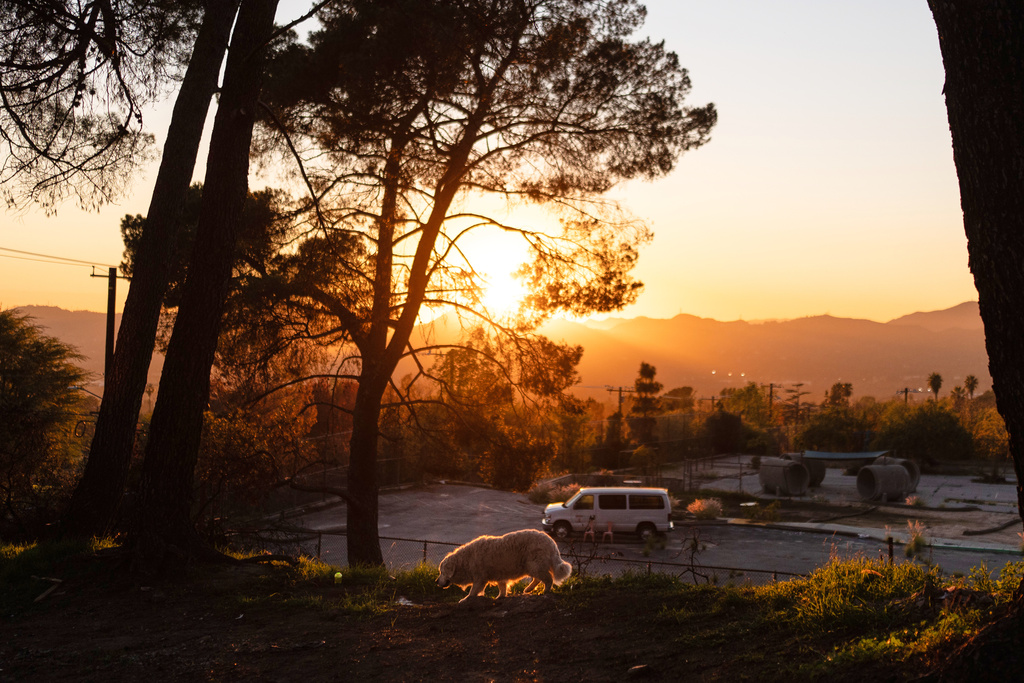Daisy Mae, a dog belonging to Ted Koerner, walks on Koerner's property in Altadena, Calif., Dec. 11, 2025. (AP Photo/Jae C. Hong)