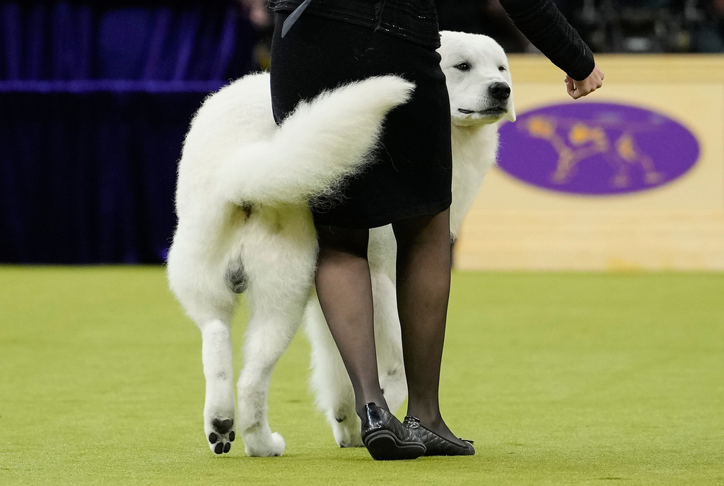 Cudar, a kuvasz, competes in the working group competition of the 150th Westminster Kennel Club Dog Show, Tuesday, Feb. 3, 2026, in New York. (AP Photo/Yuki Iwamura)