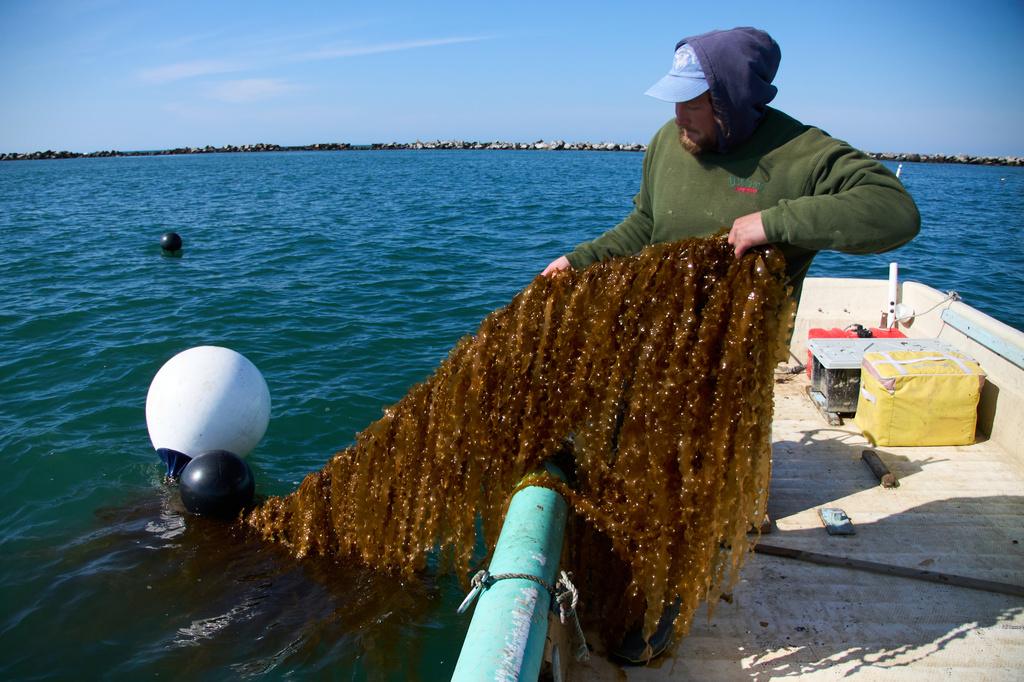 Oliver Dixon harvests kelp lines in Point Judith, R.I., Friday, March 20, 2026. (Zoe Beketova/MIT Graduate Program in Science Writing via AP)