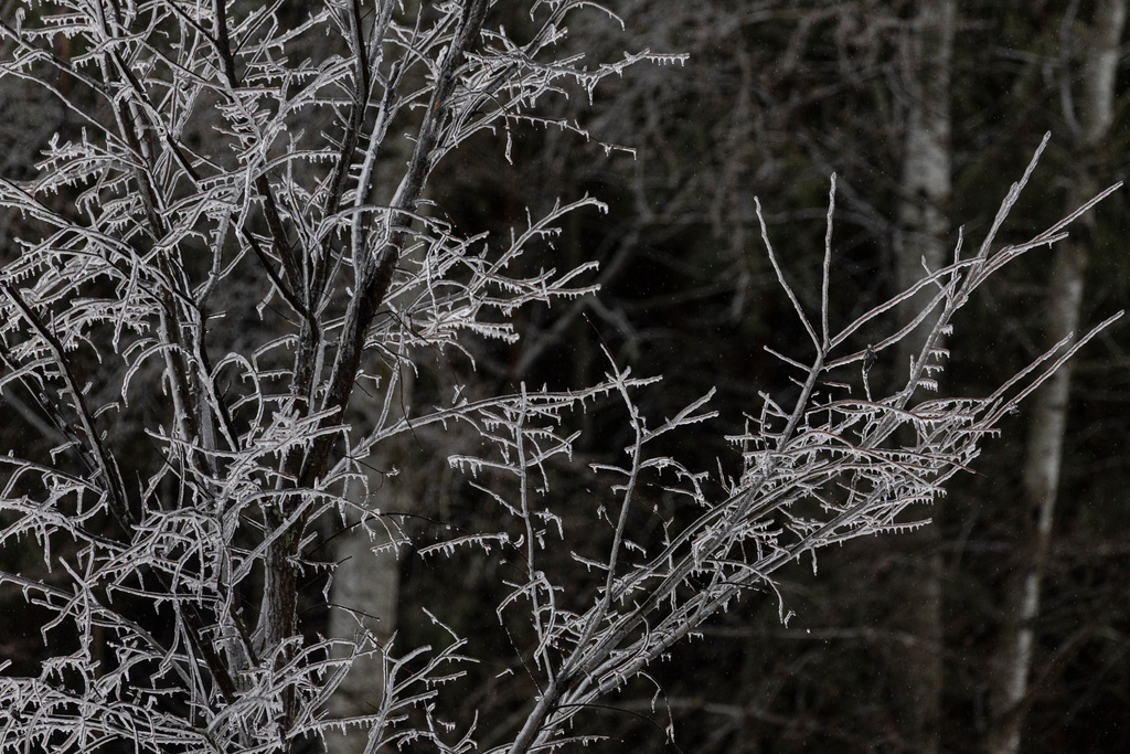 Ice covers trees in Big Rapids, Mich. on Sunday, Dec. 28, 2025. (Joel Bissell/Kalamazoo Gazette via AP)