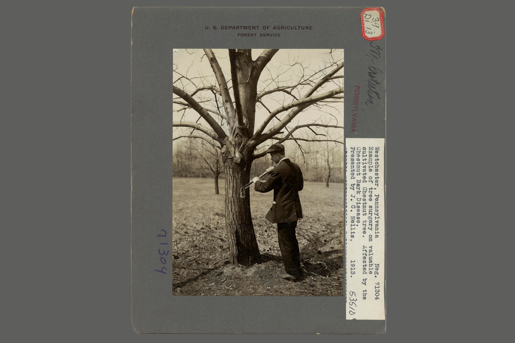 This 1913 handout image from the U.S. National Archives and Records shows a man performing tree surgery on a valuable cultivated chestnut tree affected by the chestnut bark disease in Westchester, PA, 1913. (U.S. National Archives and Recordsvia AP)