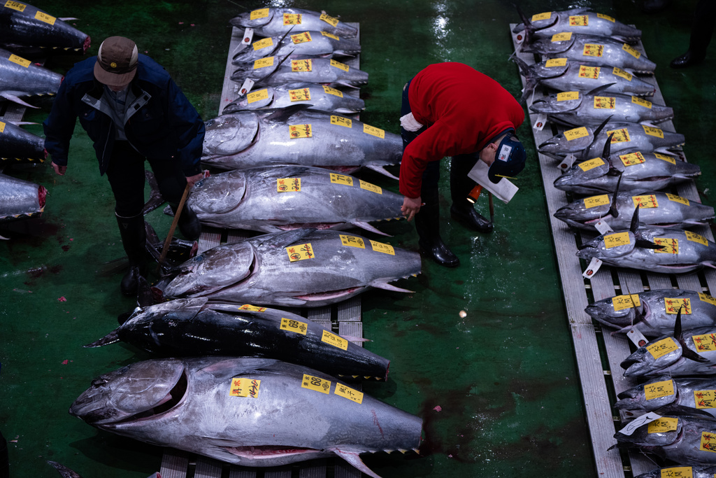 Wholesalers inspect bluefin tuna at the New Year's tuna auction at Toyosu fish market in Tokyo, Monday, Jan. 5, 2026. (AP Photo/Louise Delmotte)