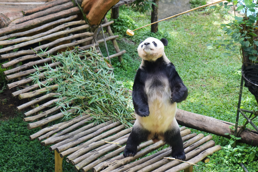 Cai Tao, a 15-year-old giant panda, the father of Satrio Wiratama, the first panda cub born in Indonesia, stands up as he is given food by a staff in his enclosure at Indonesia Safari Park, in Bogor, West Java, Indonesia, Tuesday, Jan. 6, 2026. (AP Photo/Dita Alangkara)