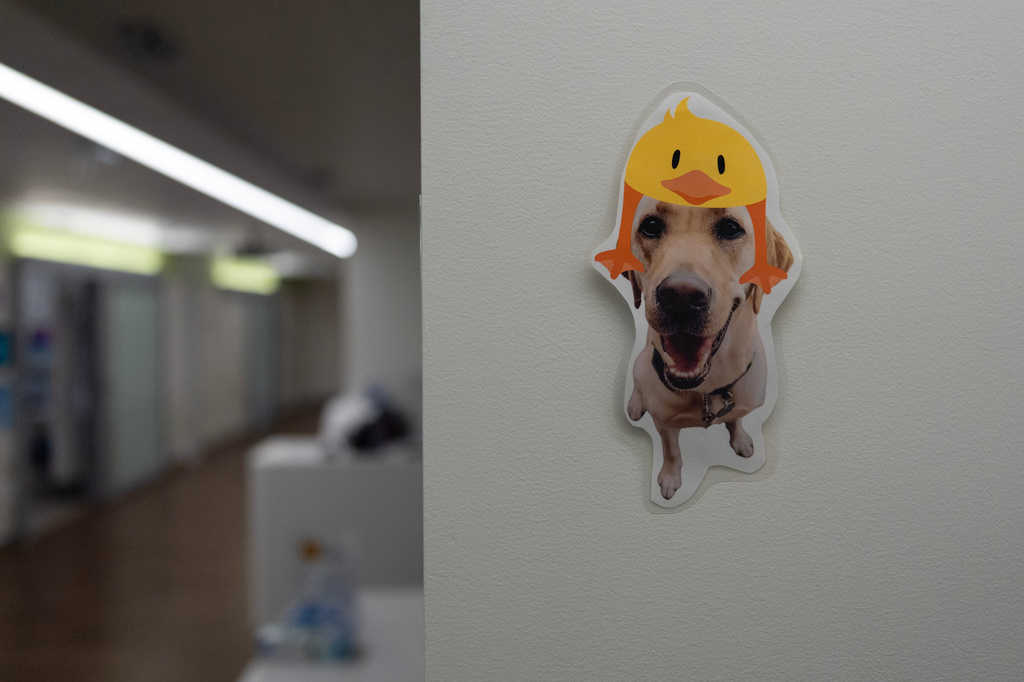 A laminated image of Cincinnati Children's Hospital facility dog Hadley, wearing a duck on her head, is posted in a hallway at Cincinnati Children's Hospital in Cincinnati, Monday, May 4, 2026. (AP Photo/Carolyn Kaster)