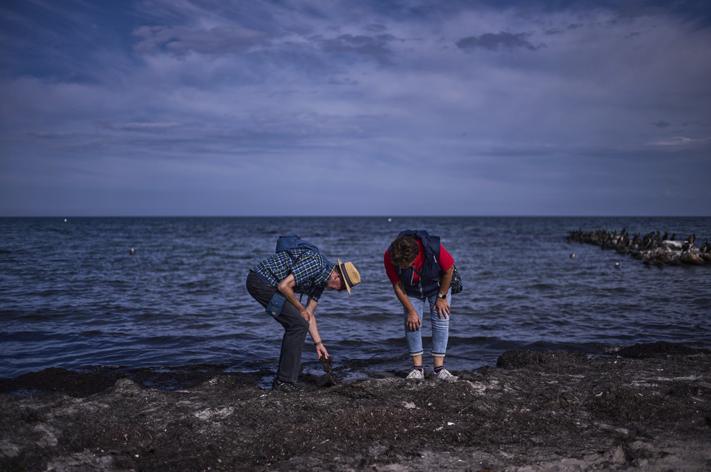 Tourist couple Guenter Hildebrandt, left, and Giesela Hildebrandt search for amber during a guided amber hunt for tourists at the beach of the Baltic Sea resort of Dahme, Germany, Tuesday, Sept. 2, 2025. (AP Photo/Markus Schreiber)