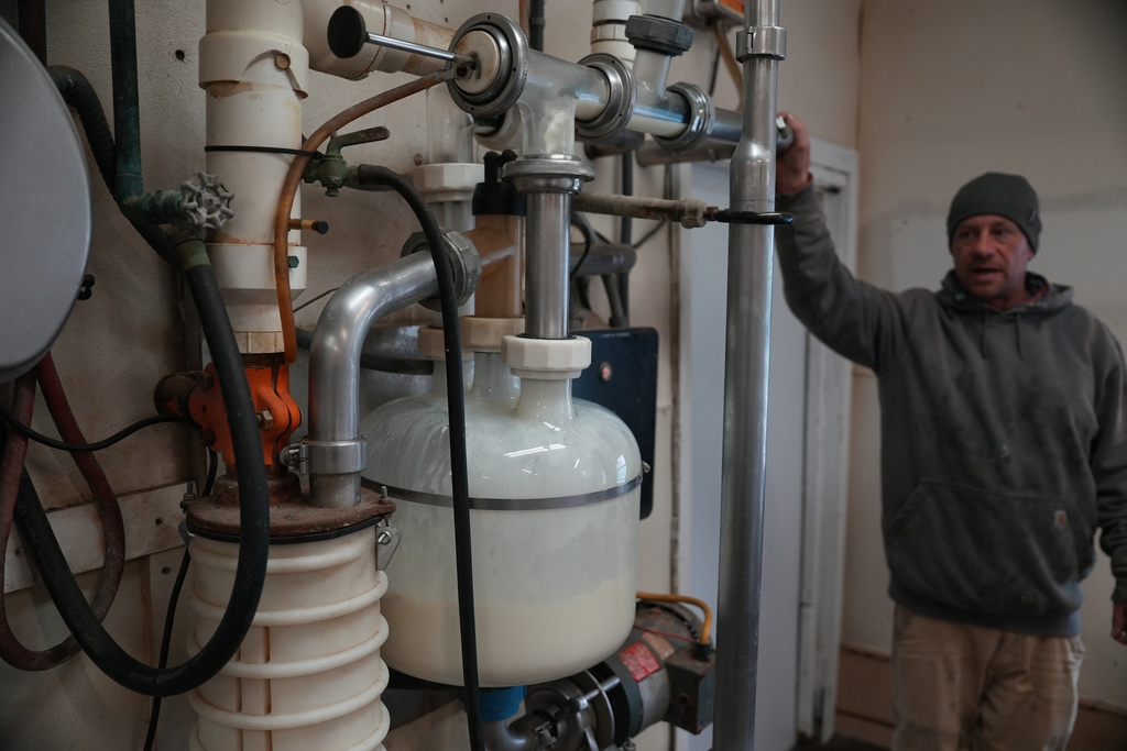 Herdsman Stephen Reed watches raw cow milk collect in a receive jar before it is eventually pasteurized at Ronnybrook Farm in Ancramdale, N.Y., on April 22, 2026. (AP Photo/Mary Conlon)