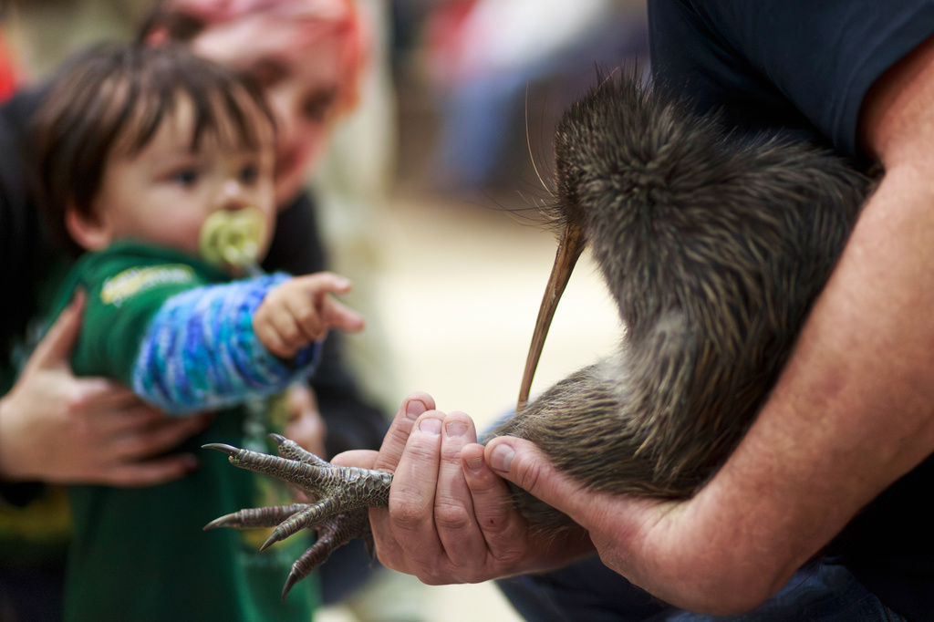 A staff member of a conservation organization holds a kiwi bird during an event at Parliament in Wellington, New Zealand, Tuesday, April 28, 2026. (Sara Tansy/Capital Kiwi Project via AP)
