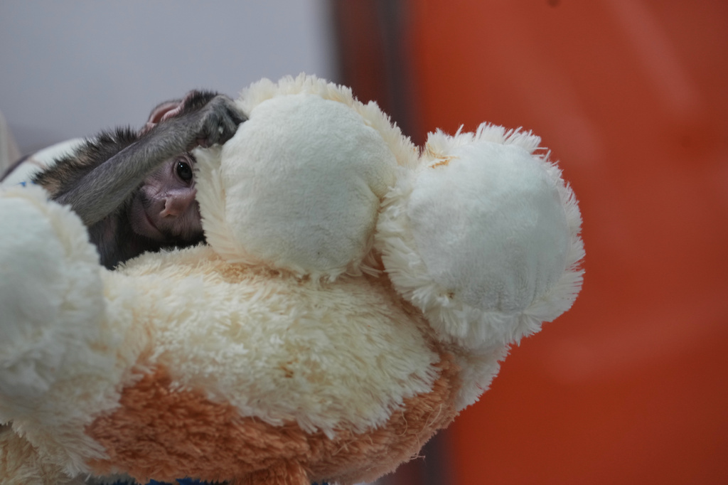 A baby monkey named Yuji plays with with a stuffed dog that serves as a surrogate, while he receives care at a special care center at the zoo in Guadalajara, Mexico, Wednesday, April 15, 2026. (AP Photo/Refugio Ruiz)