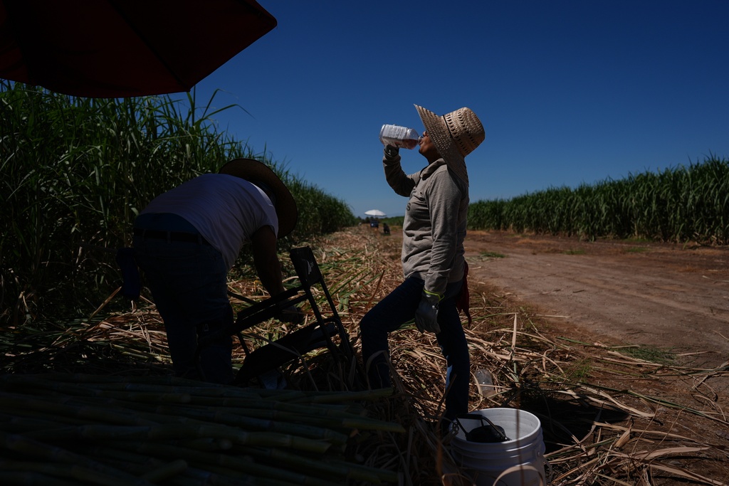 Petrona Romero, right, drinks an electrolyte beverage while working alongside her husband, Cristino, in a sugarcane field in Niland, Calif., Thursday, Sept. 11, 2025. (AP Photo/Jae C. Hong)