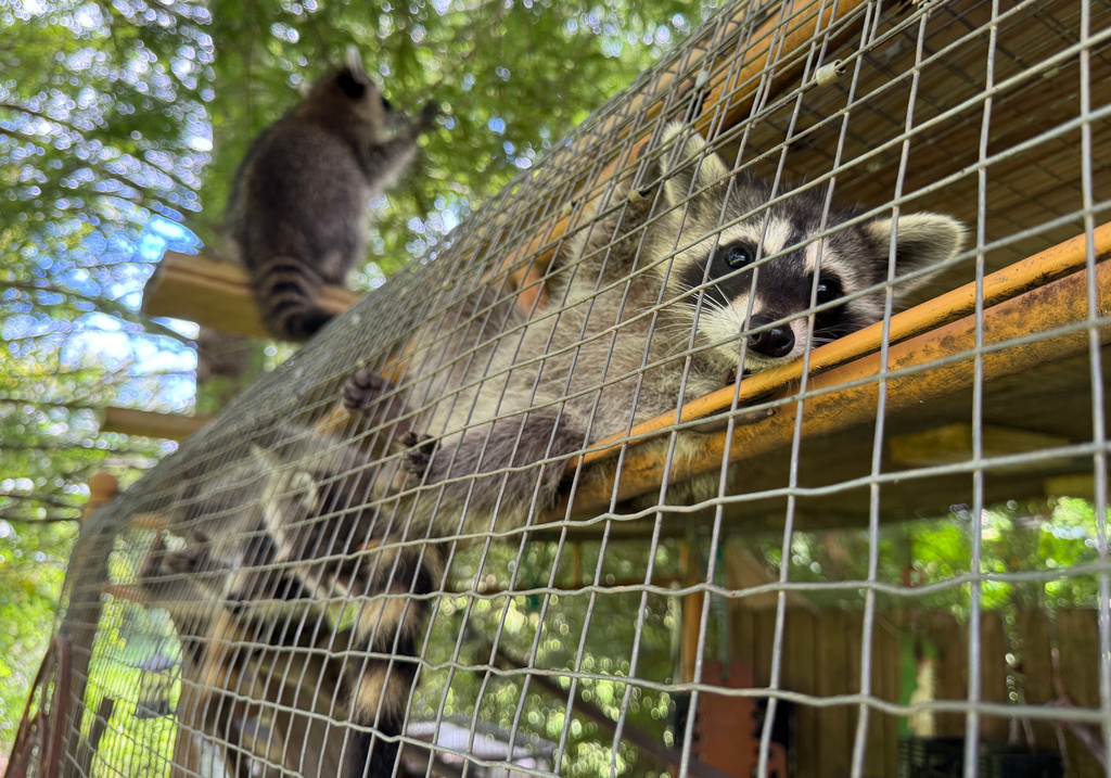 A raccoon kit peers through an enclosure at Woodside Wildlife Rescue on Sept. 1, 2026 in Pass Christian, Miss. (AP Photo/Sophie Bates)