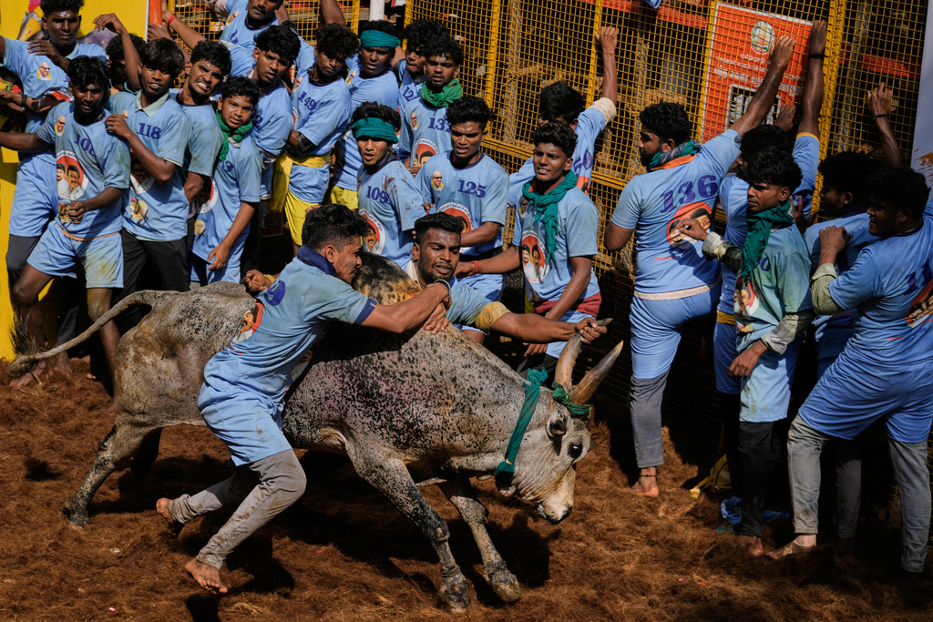 Bull tamers grapple with a bull during the Jallikattu bull-taming event at the annual harvest festival called Pongal in Avaniyapuram village on the outskirts of Madurai, India, Thursday, Jan. 15, 2026. (AP Photo/Mahesh Kumar A.)