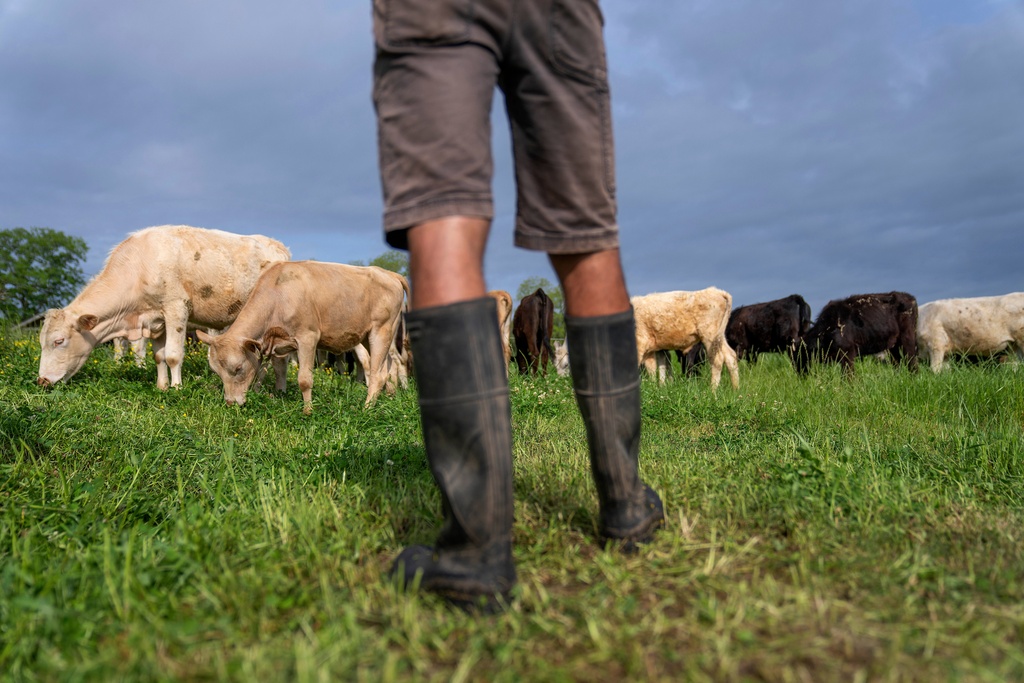 FILE - Cattle graze on a ranch in Lufkin, Texas, April 18, 2023. (AP Photo/David Goldman, File)