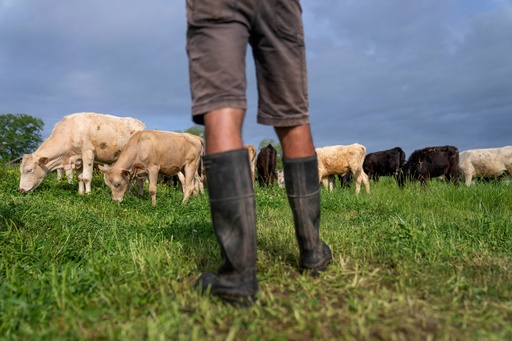 FILE - Cattle graze on a ranch in Lufkin, Texas, April 18, 2023. (AP Photo/David Goldman, File) FILE - Cattle graze on a ranch in Lufkin, Texas, April 18, 2023. (AP Photo/David Goldman, File)
