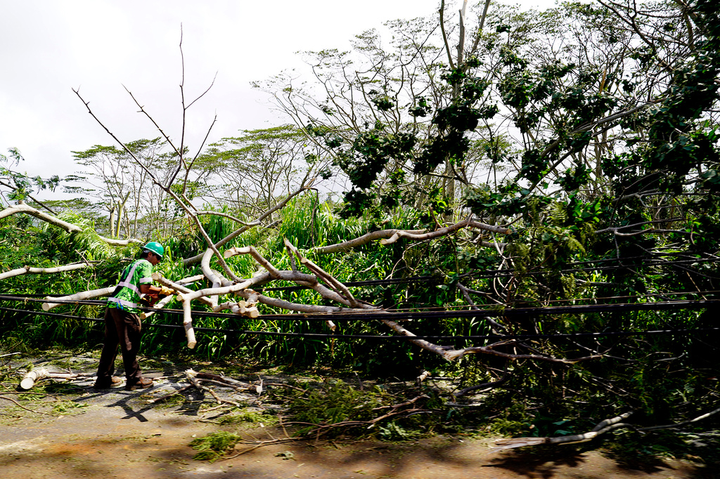 A worker cuts a downed tree from power lines caused by Hurricane Lowell on Tuesday, Sept. 8, 2026 in Poʻipū on Kauaʻi's south shore, in Hawaii. (Kevin Fujii/Honolulu Civil Beat via AP)