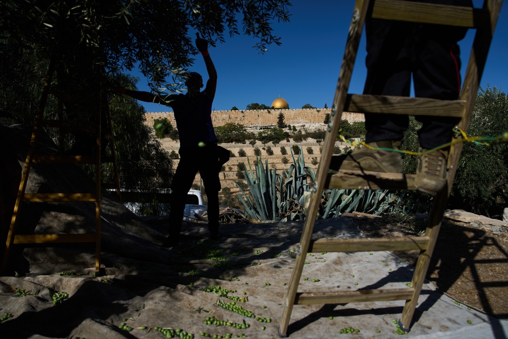 Italian volunteers work on the olive harvest at the Franciscan hermitage on the Mount of Olives with the Dome of the Rock shrine at the Al-Aqsa Mosque compound in the background, in Jerusalem, Friday, Oct. 3, 2025. (AP Photo/Oded Balilty)